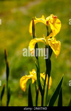 Il perenne iride pseudacorus erbaceo umido-amoroso, la bandiera dell'acqua, bandiera gialla o iride giallo, in fiore in tarda primavera / inizio estate in Inghilterra Foto Stock