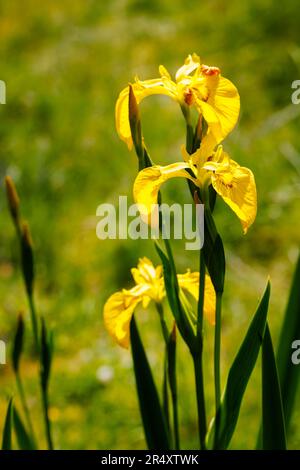 Il perenne iride pseudacorus erbaceo umido-amoroso, la bandiera dell'acqua, bandiera gialla o iride giallo, in fiore in tarda primavera / inizio estate in Inghilterra Foto Stock