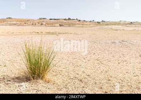 Paesaggio arido e desertico a causa della mancanza di pioggia. Ci è piccolo thicket di erba in mezzo alla sabbia asciutta del lago. Foto Stock