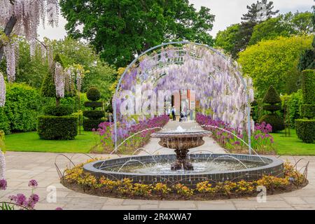 Pergola ad arco di glicine a Wisteria Walk in RHS Garden Wisley, Surrey, Inghilterra sudorientale in primavera con Wisteria floribunda 'Kimono' e 'Kokuryu' Foto Stock