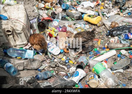 Pollo visto nutrirsi in un impianto di riciclaggio di plastica a Nakuru. I negoziatori si sono riuniti a Parigi, in Francia, per la seconda tornata di deliberazioni volte a sviluppare un trattato globale volto ad affrontare la crescente questione dell’inquinamento della plastica. Secondo un recente rapporto del programma delle Nazioni Unite per l'ambiente (UNEP), i paesi hanno il potenziale di ridurre l'inquinamento della plastica del 80% entro il 2040 eliminando le plastiche non necessarie, implementando strategie di riciclaggio e riutilizzo, introducendo sistemi di restituzione dei depositi e sostituendo la plastica con materiali alternativi sostenibili. Foto Stock