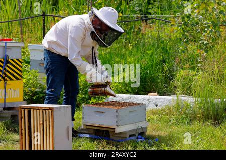 Un apicoltore applica fumo per calmare un alveare di api mellifere al Bee Conservancy, Governors Island, New York. Foto Stock