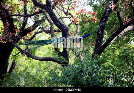 Nuova Delhi, India. 30th maggio, 2023. Un peacock si appoggi su un albero al palazzo presidenziale indiano a Nuova Delhi, India, il 30 maggio 2023. Credit: Str/Xinhua/Alamy Live News Foto Stock