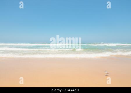 Scenario di spiaggia oceanica minimalista con un gabbiano soleggiato a piedi lungo la spiaggia di Surfers Paradice in una soleggiata giornata estiva nel Queensland, Australia Foto Stock