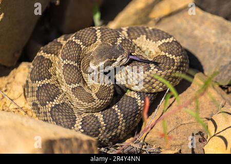 Rastrello occidentale. Lago Emigrant, Ashland, Oregon Foto Stock