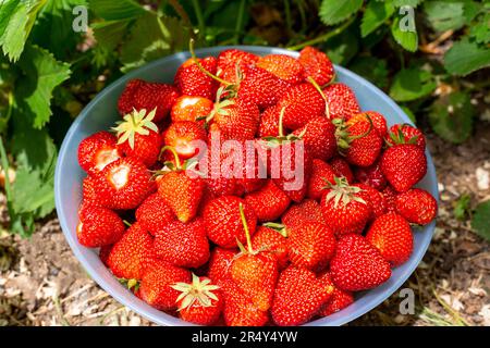 Una ciotola piena di fragole rosse mature nel giardino accanto ai cespugli di fragole. Foto Stock