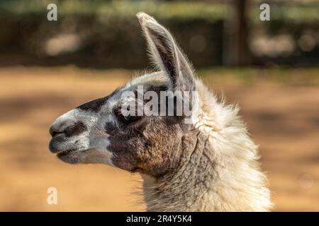 Llama profilo Ritratto alla luce del sole Foto Stock