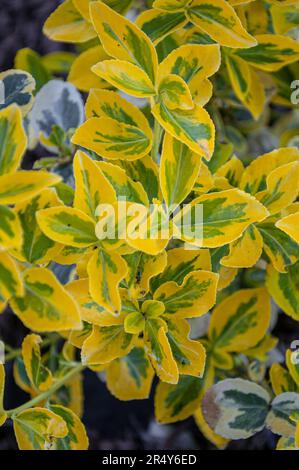 arbusto albero di mandrino appena piantato. Primo piano. Euonymus Gold Splash. Foto Stock