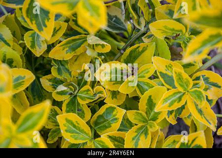 arbusto albero di mandrino appena piantato. Primo piano. Euonymus Gold Splash. Foto Stock