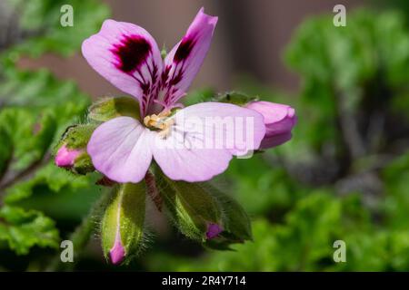 Macrofo di un geranio reale di quercia (pelargonio quercifolium) fiore in fiore Foto Stock