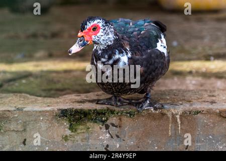 Una anatra muschiata (Cairina moschata) – conosciuta localmente anche come ‘anatra del Malawi‘ – si trova su una sporgenza di pietra alla R & L Game Ranch vicino a Mwenda, Malawi. Foto Stock