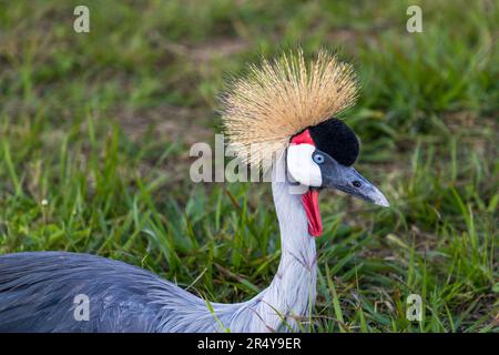 La gru sudafricana incoronata (Balearica regulorum regulorum) si trova nello stemma nazionale dell'Uganda ed è quindi chiamata anche Uganda Crane. L'Uganda si trova nel R & L Game Ranch, Mwenda, Malawi Foto Stock