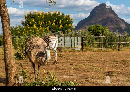 EMU (Dromaius novaehollandiae) e zebra di fronte al Monte Bunda. R & L Game Ranch, Mwenda, Malawi Foto Stock