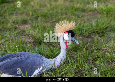 La gru sudafricana incoronata (Balearica regulorum regulorum) si trova nello stemma nazionale dell'Uganda ed è quindi chiamata anche Uganda Crane. L'Uganda si trova nel R & L Game Ranch, Mwenda, Malawi Foto Stock