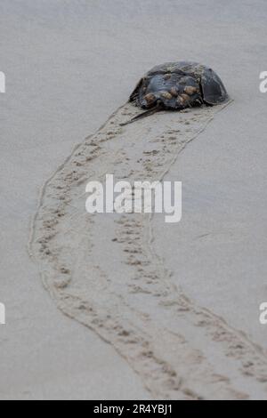 Granchio a ferro di cavallo (Limulus polyphemus) con conchiglie comuni (crepidula fornicata) sulla sua conchiglia, Rehoboth Beach, Delaware Foto Stock