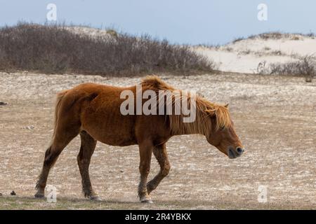 Uno dei famosi pony selvatici, Assateague Island National Seashore, Maryland Foto Stock