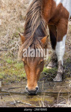 Uno dei famosi pony selvatici, Assateague Island National Seashore, Maryland Foto Stock