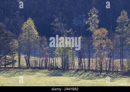 Fila di alberi retroilluminati al mattino, Cades Cove, Great Smoky Mountains National Park, Tennessee Foto Stock