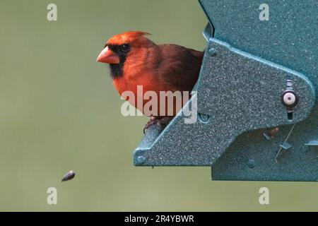 Cardinale settentrionale maschio (Cardinalis cardinalis) presso l'allevamento di uccelli, Lewes, Delaware Foto Stock