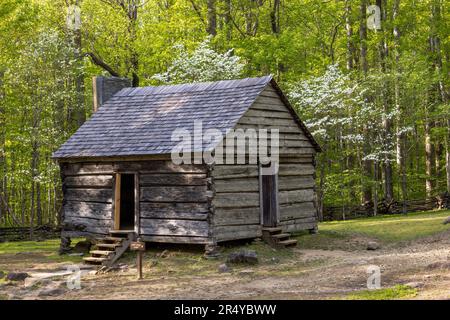 Fioritura primaverile di Dogwood, Alex Cole Cabin, Roaring Fork Motor Nature Trail, Great Smoky Mountains National Park, Tennessee Foto Stock