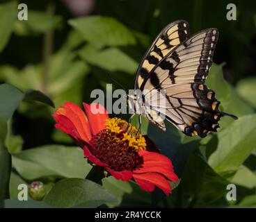 Relazione simbiotica della tigre orientale coda di rondine (Pamilio glaucus) sul girasole messicano (Tithonia rotundifolia), giardini botanici del Delaware, Delaware Foto Stock