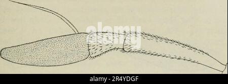 « Diptera Danica: Generi e specie di mosche finora trovate in Danimarca » (1907) Foto Stock