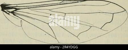 « Diptera Danica: Generi e specie di mosche finora trovate in Danimarca » (1907) Foto Stock