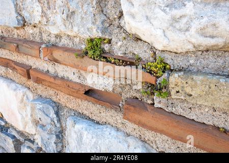 Sedum cresce in muratura a mattoni cavi spezzati, Basilica di San Giovanni, Efeso, Turchia. Foto Stock