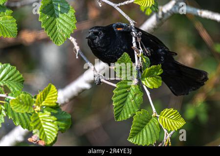 Maschio Blackbird ad alette rosse (Agelaius phoeniceus) in un albero Foto Stock