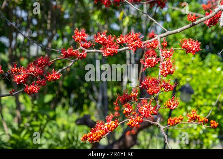 Fuoco selettivo fiore rosso di Monkey Flower Tree, fuoco del Pakistan (Phyllocarpus septentrionalis Donn. Smith) fiorisce sull'albero nel giardino sul cielo blu Foto Stock