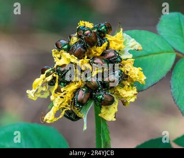 Una rosa gialla, pesantemente infestata dai coleotteri giapponesi, che viene rapidamente divorata. Foto Stock