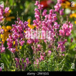 Snapdragons rosa che fioriscono in un colorato giardino estivo. Foto Stock