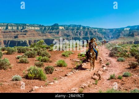 treno mule pack sul sentiero kaibab sud nel grande parco nazionale del canyon, arizona Foto Stock