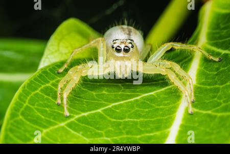 Primo piano di un ragno saltante sulla foglia verde, fuoco selettivo, foto macro. Foto Stock