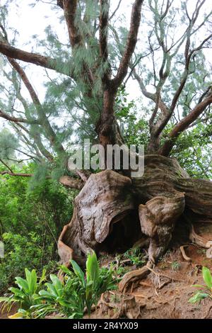 Radici esposte di un bellissimo albero di fichi banyan di Moreton Bay, Oahu, HI. Foto Stock