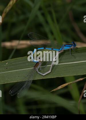 Coppia di mosche blu comuni su una foglia verde. Foto Stock