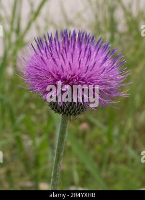 Primo piano estremo di un cardo malinconico fotografato a livello degli occhi in Texas. Foto Stock