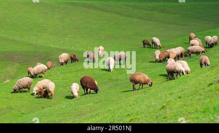 Una mandria di pecore pascola sul pendio verde della montagna Foto Stock