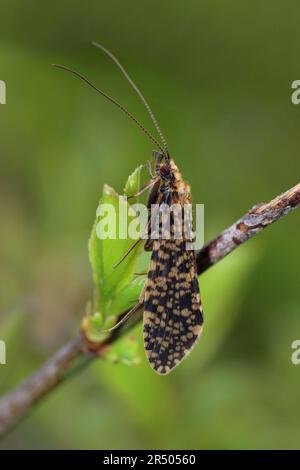 Zampognata gialla (Philopotamus montanus) Foto Stock