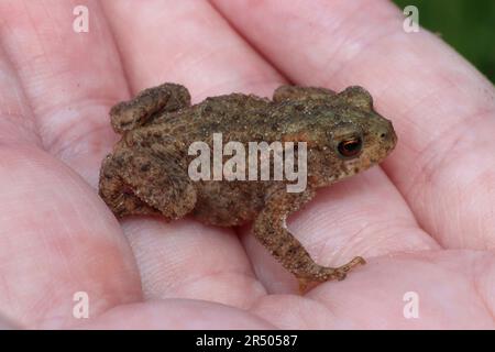 Persona che tiene Giovanile comune Toad Bufo bufo Foto Stock