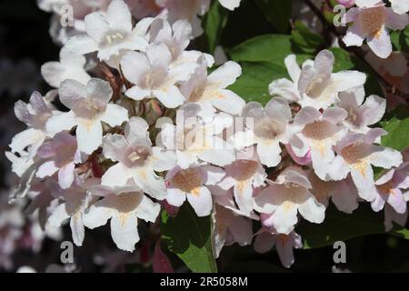 Bellezza Bush Kolkwitzia amabilis Foto Stock