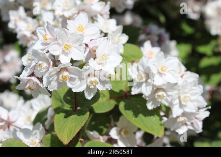 Deutzia - Deutzia glomeruliflora Foto Stock