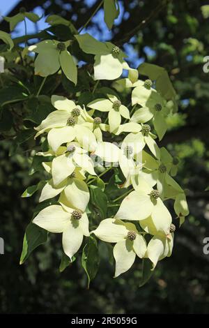 Dogwood giapponese Cornus kousa "John Slock" Foto Stock