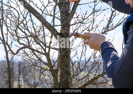 Un giardiniere taglia un grande ramo su una prugna con una sega, lavoro primaverile nel giardino con alberi. Foto Stock