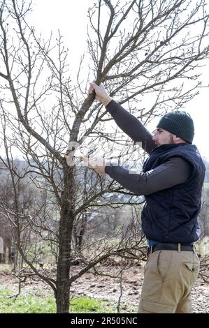 un giardiniere taglia rami su un albero di susina con una sega a mano, lavori di giardinaggio nel giardino, un albero di susina trascurato. Foto Stock