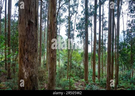 Foresta di eucalipto e felci in Galizia, Spagna Foto Stock