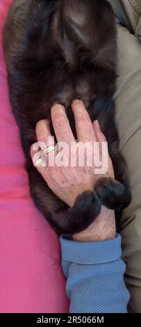 Amburgo, Germania. 02nd Apr, 2023. Una mano colpi un gatto credito: Markus Scholz/dpa/Alamy Live News Foto Stock