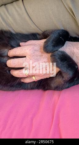 Amburgo, Germania. 02nd Apr, 2023. Una mano colpi un gatto credito: Markus Scholz/dpa/Alamy Live News Foto Stock