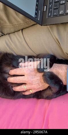 Amburgo, Germania. 02nd Apr, 2023. Una mano colpi un gatto credito: Markus Scholz/dpa/Alamy Live News Foto Stock