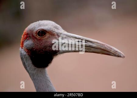 Il Brolga è di colore grigio pallido con un evidente cerotto rosso-arancione sulla testa con un dewlap nero (pezzetto di pelle) appeso sotto il mento. Foto Stock